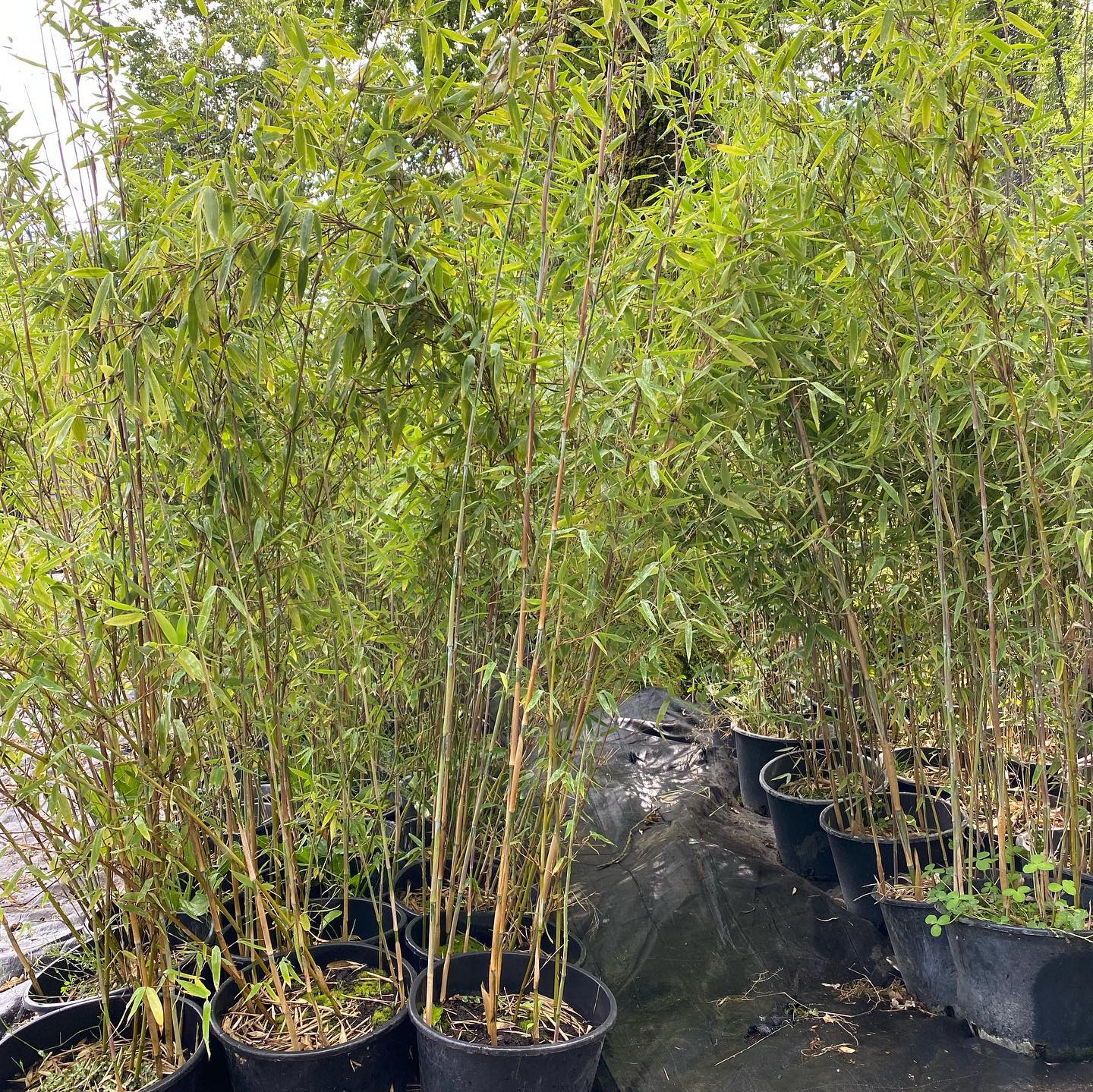 Bambou d'hiver - Phyllostachys edulis - Le Jardin du Pic Vert